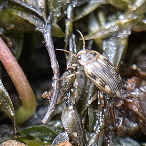 Oreodytes davisii