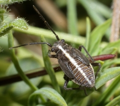 Horistus orientalis