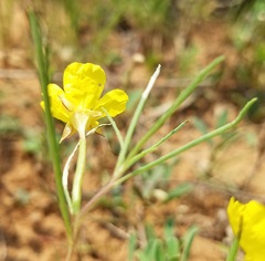 Calylophus
