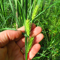 Carex trichocarpa