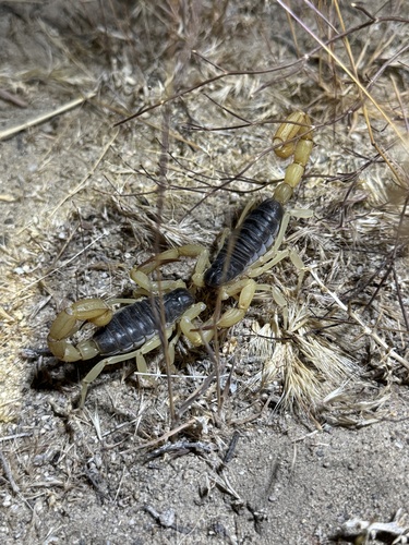 Black Hairy Scorpion photo 2