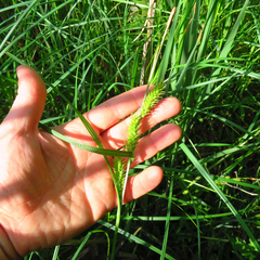Carex trichocarpa