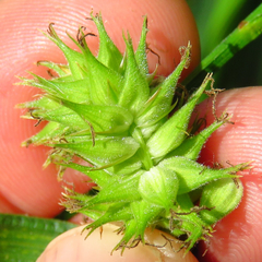 Carex trichocarpa