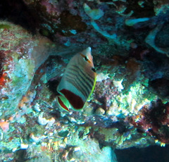 Chaetodon paucifasciatus