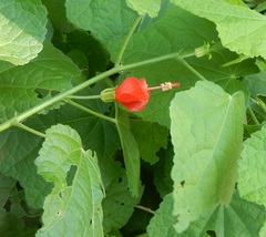 Malvaviscus arboreus drummondii