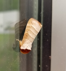 Datana integerrima