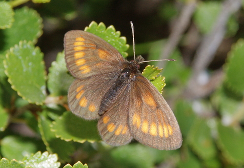 Erebia maurisius Esper, 1800
