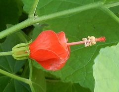 Malvaviscus arboreus drummondii