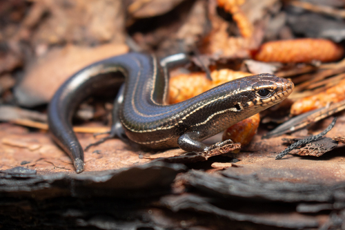 Coal Skink