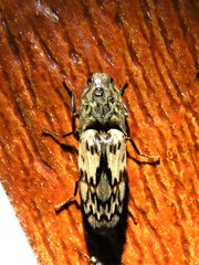 Pherhimius fascicularis