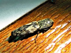 Pherhimius fascicularis