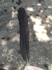 Turdus merula aterrimus