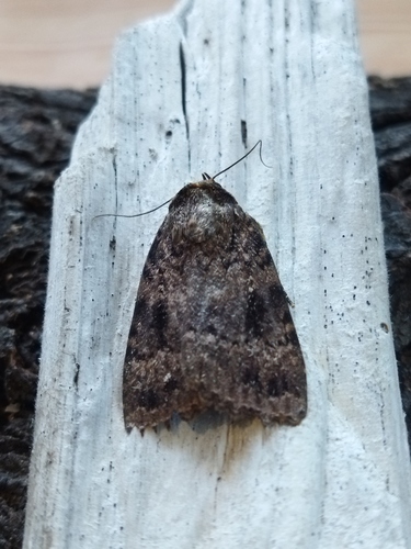 Eurasian Copper Underwing photo 5