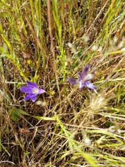 Brodiaea terrestris terrestris