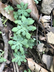 Sedum glaucophyllum