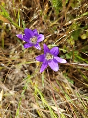Brodiaea terrestris terrestris