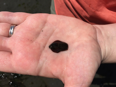 Aglaja ocelligera