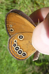 Coenonympha oedippus