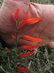 Castilleja integrifolia