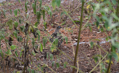 Zenaida galapagoensis galapagoensis