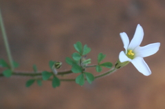 Oxalis ebracteata