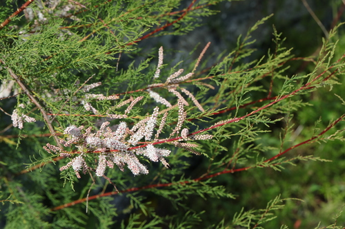 Tamarix gallica