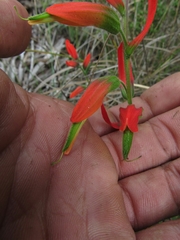 Castilleja integrifolia
