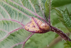 Puccinia urticata