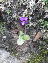 Pinguicula macrophylla
