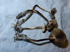Psilocybe makarorae