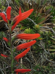 Castilleja integrifolia