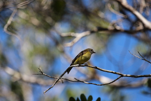 Lemon-bellied Flyrobin