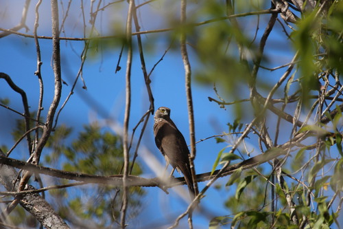 Brown Goshawk