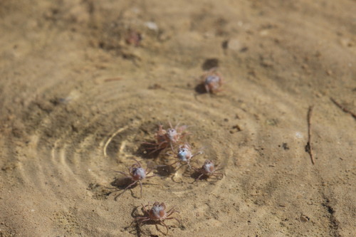 Mictyris darwinensis