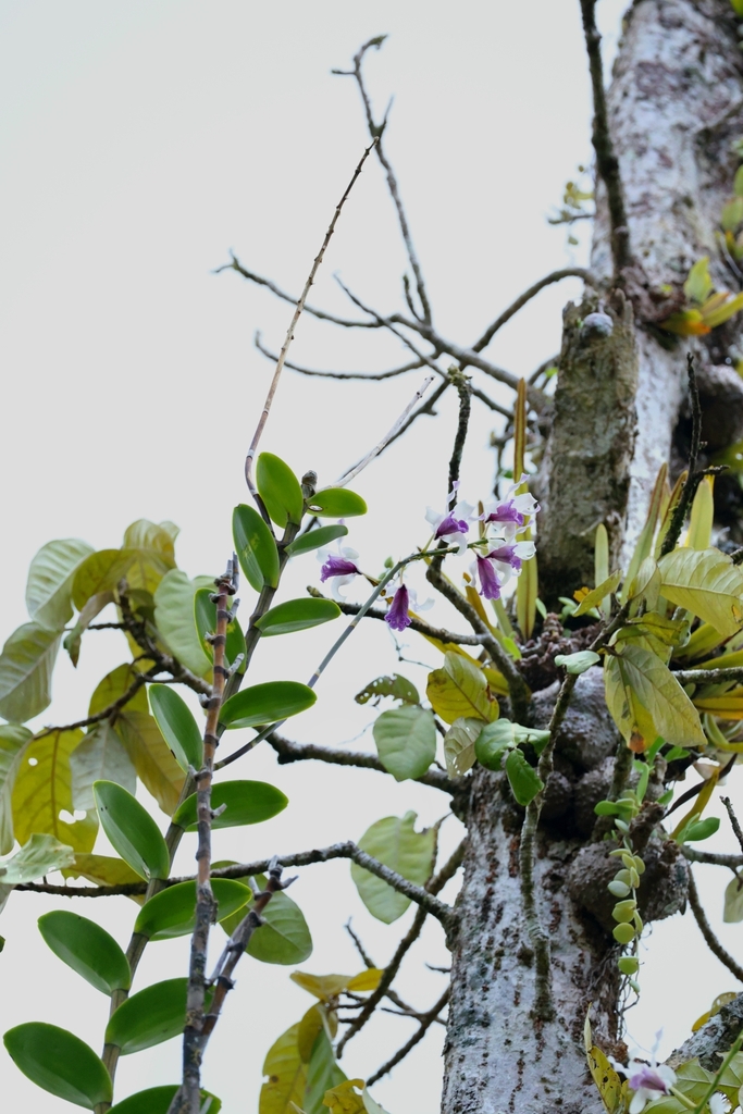 Dendrobium nindii W.Hill 4