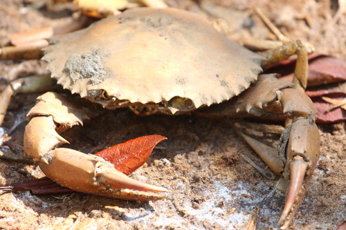 Mud Crab
