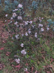 Ageratina pseudochilca