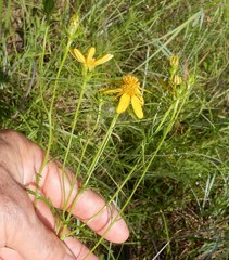 Dysodiopsis tagetoides