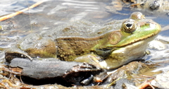 Lithobates montezumae