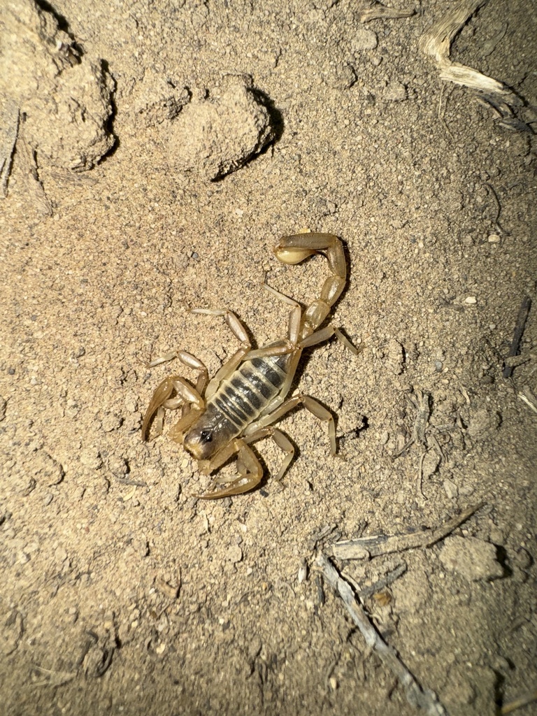 Beck desert scorpion