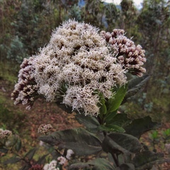 Ageratina pseudochilca