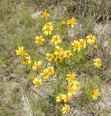 Dysodiopsis tagetoides