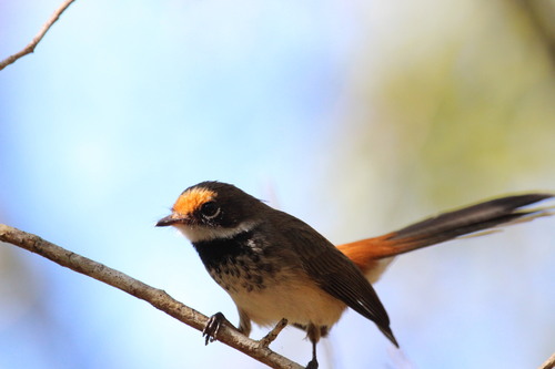 Arafura Fantail