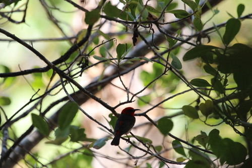Red-headed Myzomela