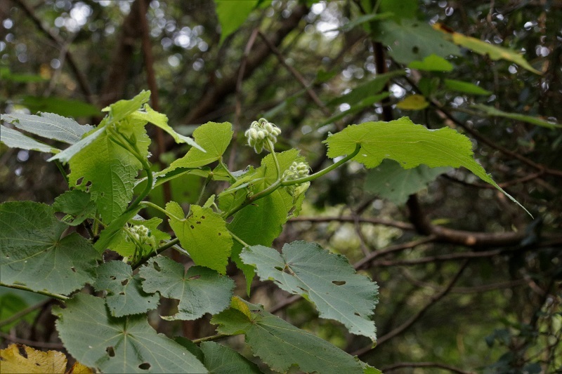 Sparrmannia africana