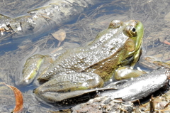 Lithobates montezumae