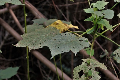 Sparrmannia africana