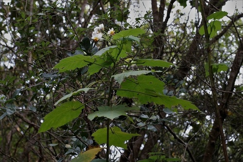 Sparrmannia africana