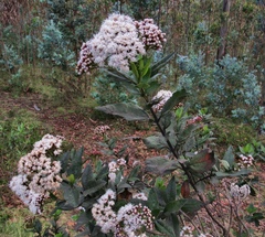 Ageratina pseudochilca