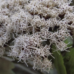 Ageratina pseudochilca